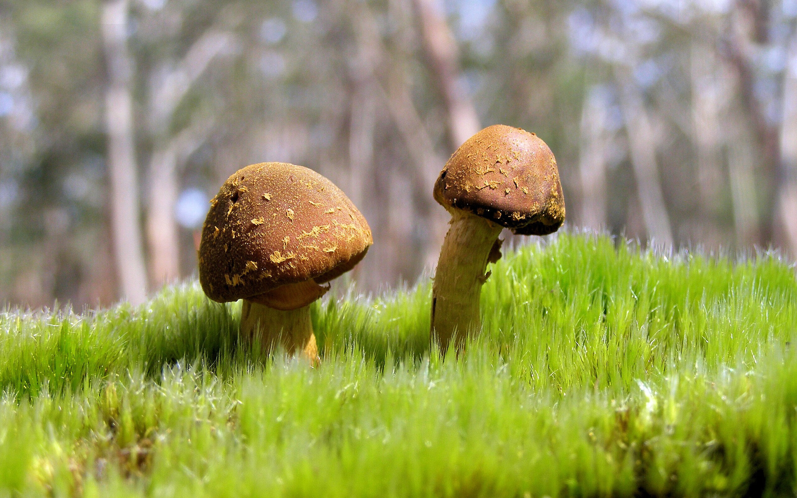 足球运动员打进NBA季后赛?三笘薰刷屏背后的传播迷思